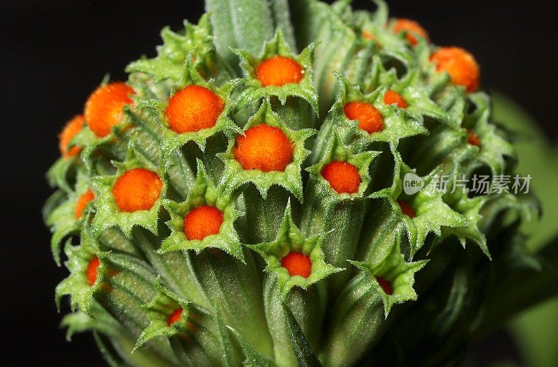 狮子的尾巴，又名狮子的耳朵;野达格(Leonotis leonurus)花蕾